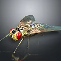 House Fly With Red Compound Eyes Transparent Wings And Striped Body On Dark Reflective Surface