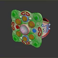 Silver Ring Featuring Central Green Gemstone with Red Gemstones and Decorative Pearl like Dots