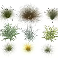 Various Types of Natural Grasses With Different Colors Textures and Shapes