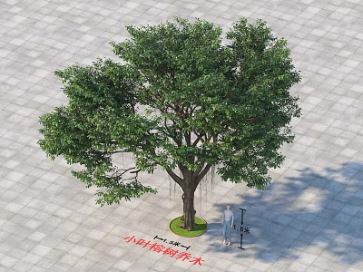Small-leaved Banyan Arbor With Large Green Canopy For Outdoor Landscape Design 3d model