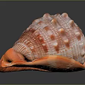 Orange And White Conch With Spiral Shell Shiny Surface And Detailed Texture On Dark Background