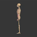 Human Skeleton Model Displaying Detailed Head Organs Anatomical Structure For Educational Use