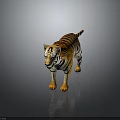 3D Tiger In Standing Pose With Orange Black Stripes White Underbelly On Dark Reflective Ground 3d model
