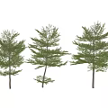 Three Green Arbor Trees With Various Sizes Displayed On White Background 3d model