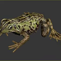 Green Brown Spotted Frog With Detailed Skin Texture And Extended Legs On Dark Background