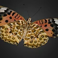 Vibrant Orange Butterfly With Black Spots And White Markings On Delicate Patterned Wings
