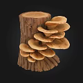 Natural Mushrooms Growing On Tree Stump With Brown Cap And Cluster 3d model