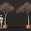 Two Trees With Purple Flowers In Brown Pots Beside Person Wearing Hat