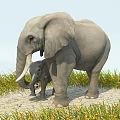 Adult And Baby Reptile In Natural Habitat With Grassy Area And Cracked Ground