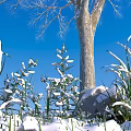 Snow Covered Flowers And Plants With Bare Tree Trunk Blue Sky And Stone