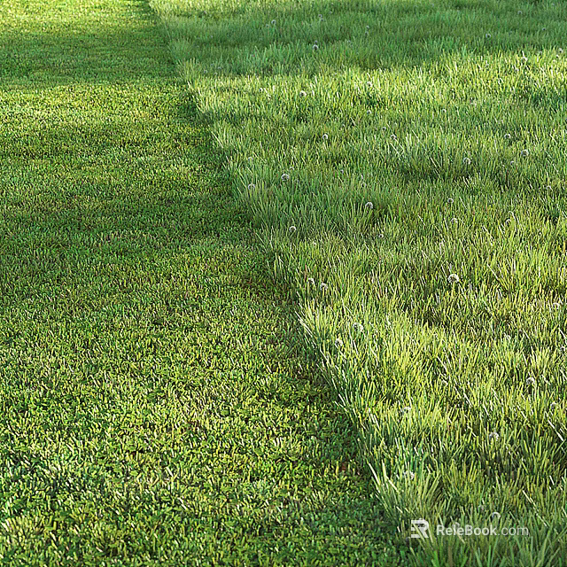 Lush Green Grass Lawn With Different Grass Varieties Under Warm Sunlight 3d model 