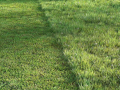 Lush Green Grass Lawn With Different Grass Varieties Under Warm Sunlight 3d model