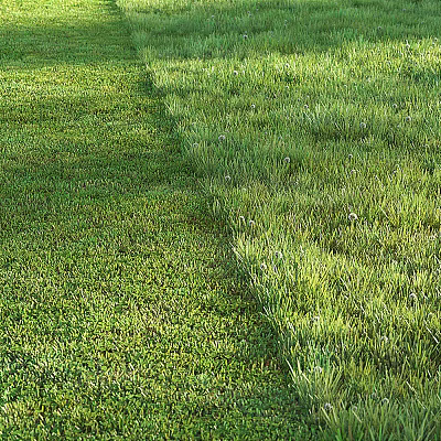 Lush Green Grass Lawn With Different Grass Varieties Under Warm Sunlight 3d model