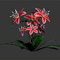 Stunning Red And White Lilies With Green Leaves And Multiple Fresh Blooms