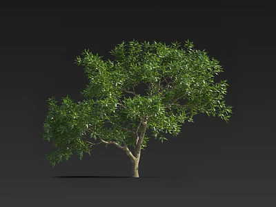 Lush Green Arbor With Dense Foliage And Brown Trunk Against Dark Background 3d model