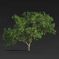 Lush Green Arbor With Dense Foliage And Brown Trunk Against Dark Background