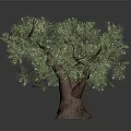 Lush Green Tree With Thick Trunk And Dense Branches On Gray Background