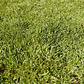 Lush Green Grass Lawn With Natural Growing Leaves And Vibrant Green Foliage