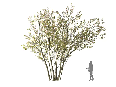 Arbor with Multiple Trunks and Green Foliage Beside Standing Woman Silhouette 3d model