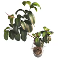 Lush Foliage Garden Ornament Potted Plant With Green Leaves Red Tips And Visible Roots
