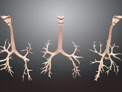 Human Respiratory System Tissue Structure Displaying Trachea And Bronchial Branching Anatomy 3d model