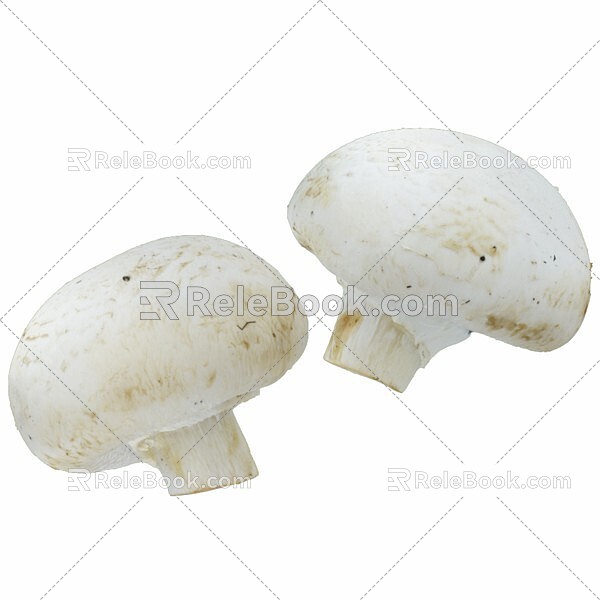 Mushroom Tricholoma White Mushroom 3d model