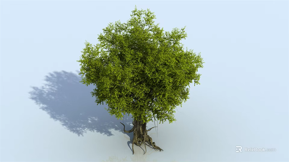 Lush Green Tree With Thick Trunk Exposed Roots And Shadow On Light Blue Background 3d model 