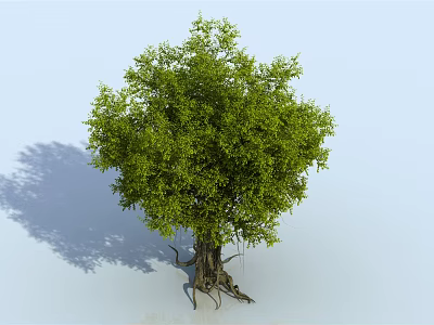 Lush Green Tree With Thick Trunk Exposed Roots And Shadow On Light Blue Background 3d model