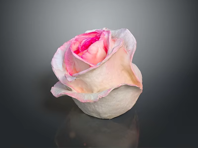 Beautiful Pink And White Gradient Rose With Soft Petals In Elegant Bloom Against Dark Background 3d model