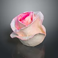 Beautiful Pink And White Gradient Rose With Soft Petals In Elegant Bloom Against Dark Background
