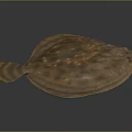 Flat Bodied Flounder With Brown And Black Spots On Dark Background Close Up View