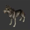 Realistic 3D Wolf Dog Model Standing On Shiny Floor Dark Background 3d model