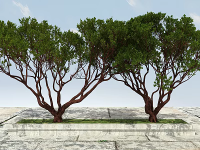 Two Arbor Trees With Brown Trunks Green Leaves On Stone Pavement And Grass 3d model