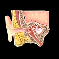Game Character Ear Internal 3D Anatomy Model With Canal Tympanic Membrane Black Background