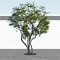 Lush Green Tree with Multiple Trunks Against White Wall Gray Ground and Clear Sky