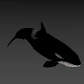 Black And White Orca Swimming With Sleek Body Against Dark Background