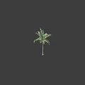 Lush Tall Palm Tree With Green Feathery Fronds And Straight Trunk