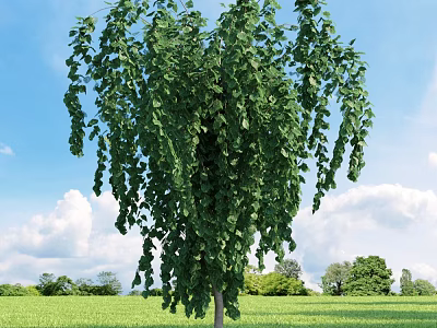 Lush Weeping Arbor With Green Hanging Branches And Leaves Under Blue Sky And White Clouds 3d model