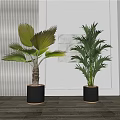 Indoor Potted Palm Plants In Black Gold Trim Planters For Modern Interior Decor