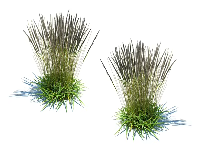 Natural Wild Herbaceous Plants With Green Leaves And Tall Slender Stems 3d model