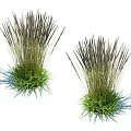 Natural Wild Herbaceous Plants With Green Leaves And Tall Slender Stems