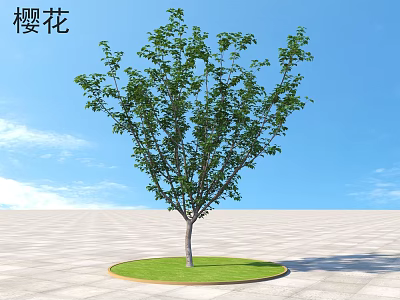 Cherry Blossom Tree with Lush Green Leaves against Blue Sky on Circular Grass Patch 3d model