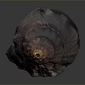 Spiral Conch Shell With Organ Like Structure And Hair Textured Surface