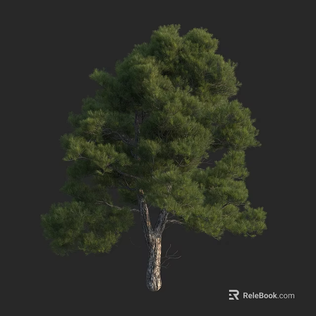 Lush Green Pine Tree With Dense Foliage And Strong Trunk In Natural View 3d model 