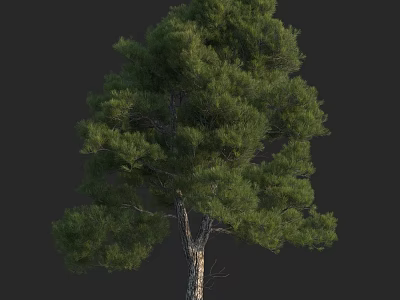 Lush Green Pine Tree With Dense Foliage And Strong Trunk In Natural View 3d model