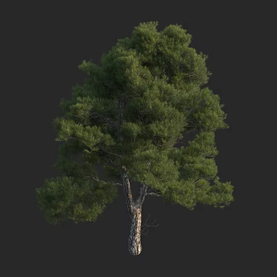 Lush Green Pine Tree With Dense Foliage And Strong Trunk In Natural View 3d model