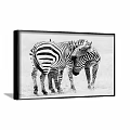 Framed Animal Painting Featuring Two Snuggling Zebras In Black And White Natural Setting