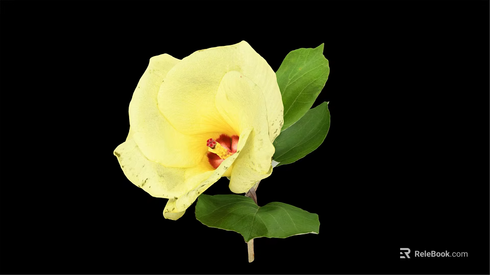 Elegant Vase With Vibrant Yellow Flower And Fresh Green Leaves On Black Background 3d model 