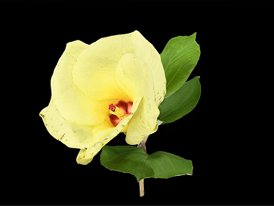 Elegant Vase With Vibrant Yellow Flower And Fresh Green Leaves On Black Background 3d model