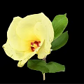 Elegant Vase With Vibrant Yellow Flower And Fresh Green Leaves On Black Background